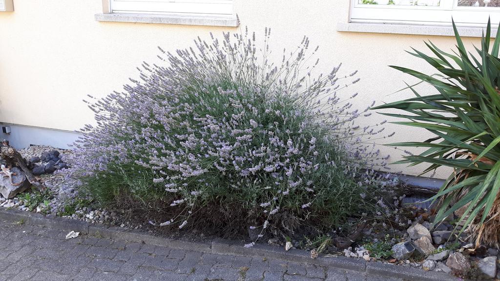 Appartamento Winzerhof Senn Vogtsburg Esterno foto